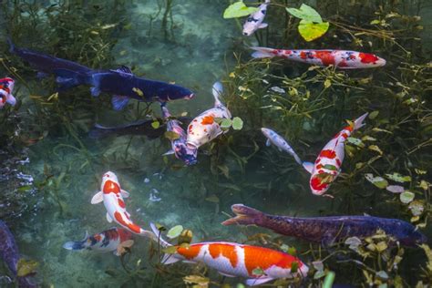 koi fish origin|Koi Fish: The History and Their Meaning in Japan.